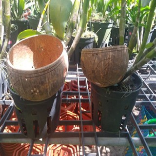 gáo dừa trồng lan