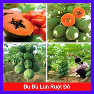 Cây đu đủ lùn - siêu quả, siêu ngọt