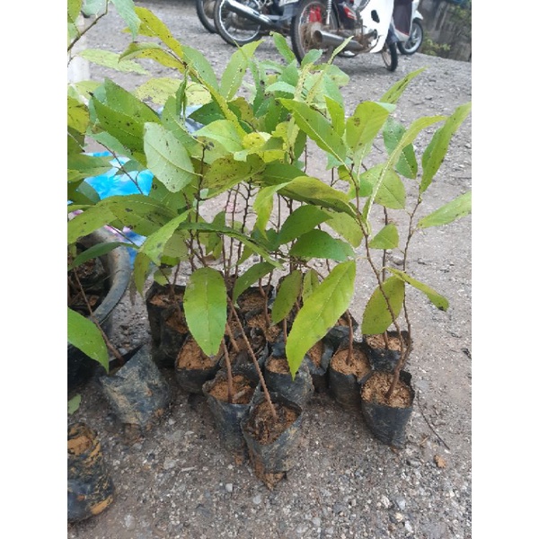 Cây na dai lạng sơn