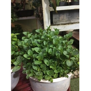 Hạt giống bạc hà peppermint