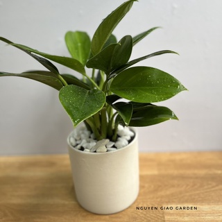 Cây trầu bà đế vương xanh chậu sứ trụ