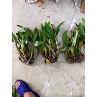 hoàng lạp rừng hoa vàng