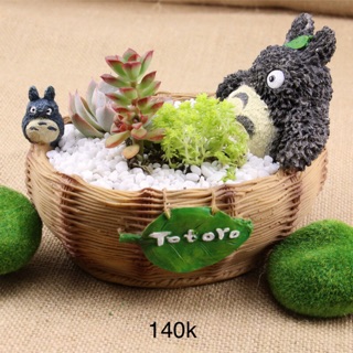 Chậu sen đá totoro
