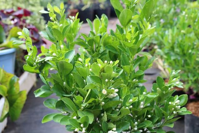 Tắc chua... đang hoa đang trái