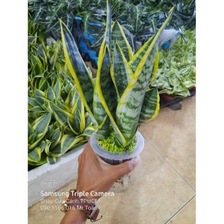 Lưỡi Hổ Thái Thủy Sinh ( loại trung )