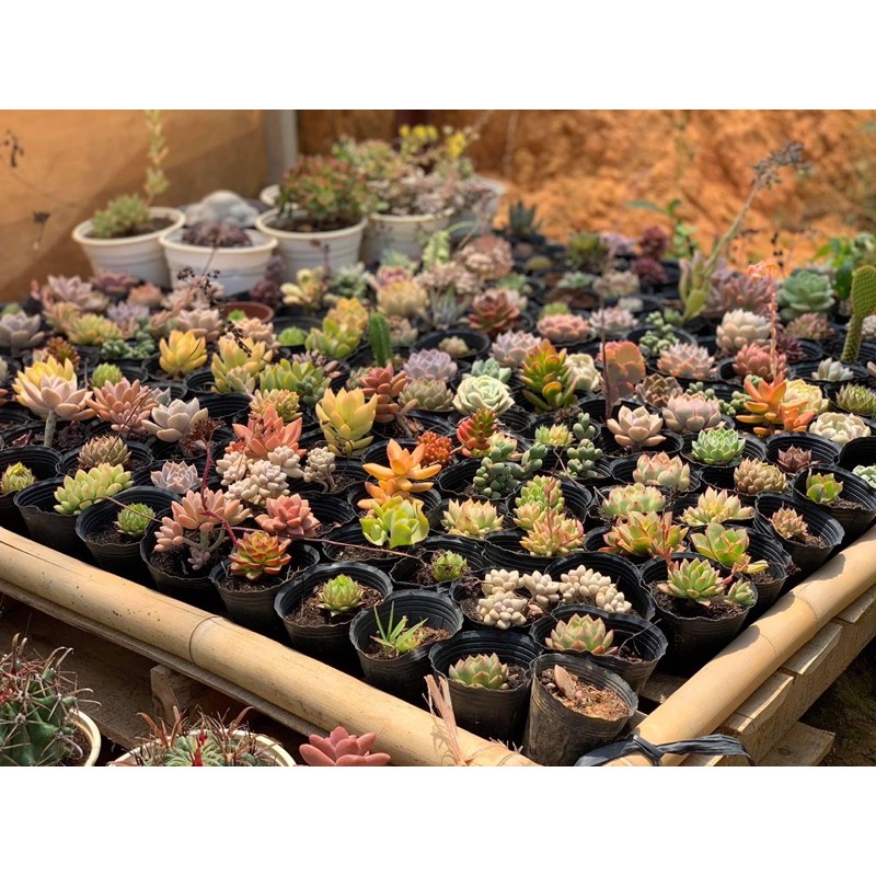 Sen đá Đà Lạt. Size 8-10cm