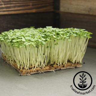 Gói 1kg Hạt giống rau mầm cải ngọt _ Thế Giới Rau Mầm