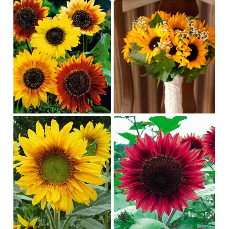Hạt giống hoa hướng dương mix màu 30 hạt/gói