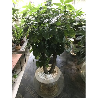 Hạnh phúc thân gỗ to thuỷ sinh