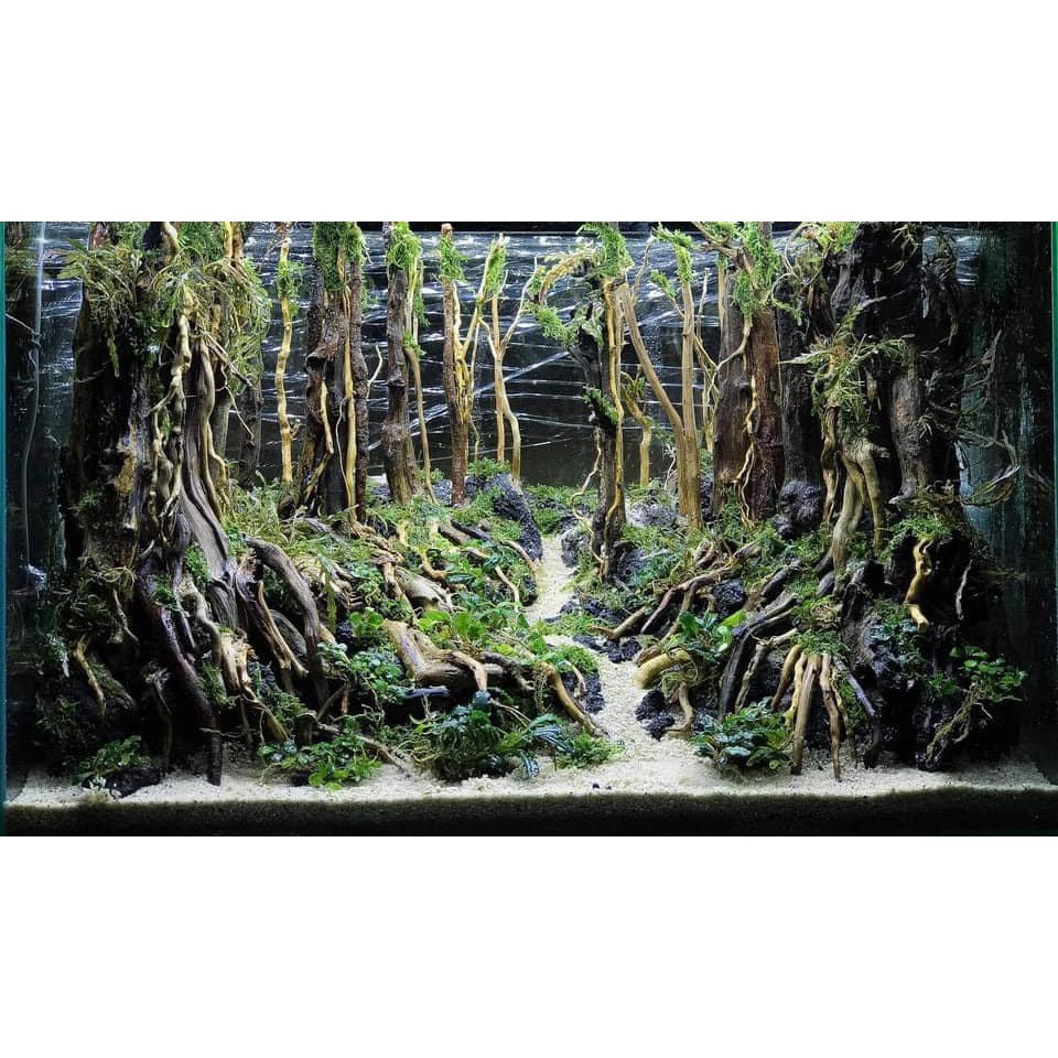 Rễ rừng đen và vàng Bách Khoa aqua