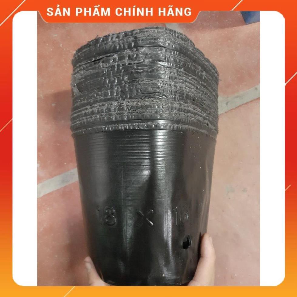 BẦU ƯƠM CÂY GIỐNG KT 21X26