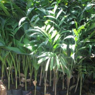 Cau đuôi chồn( Australia) 60 cm