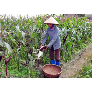Hạt Giống Ngô Nếp Tím - 20 Hạt