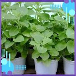 HẠT GIỐNG HÚNG CHANH GÓI 0,1G