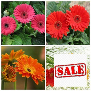 30 hạt giống hoa đồng tiền SALE