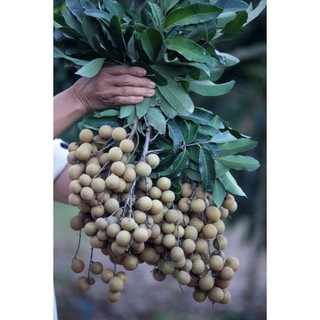 CÂY NHẪN LỒNG HƯNG YÊN