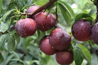 Cây giống mận tam hoa