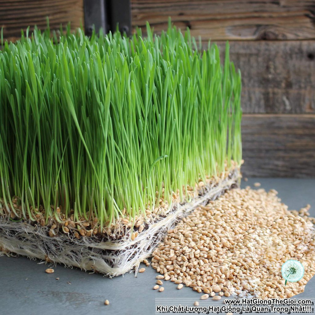 100GR - HẠT GIỐNG CỎ LÚA MÌ(LÚA MẠCH) - CỎ MÈO