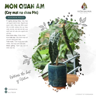 Cây môn quan âm - alocasia polly