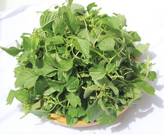 Bộ gói hạt gống Dền xanh