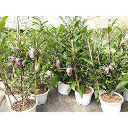 Chậu cây Dưa Pepino Tím  trái ngọt và thơm - Trang Flower