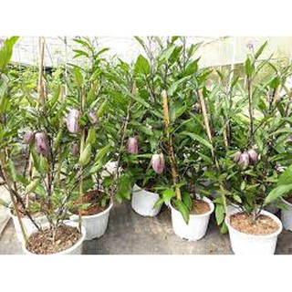 Chậu cây Dưa Pepino Tím trái ngọt và thơm