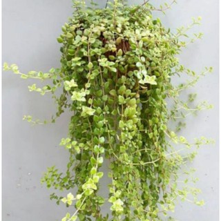 cây vẩy rồng dạng leo bao đẹp chậu nhựa