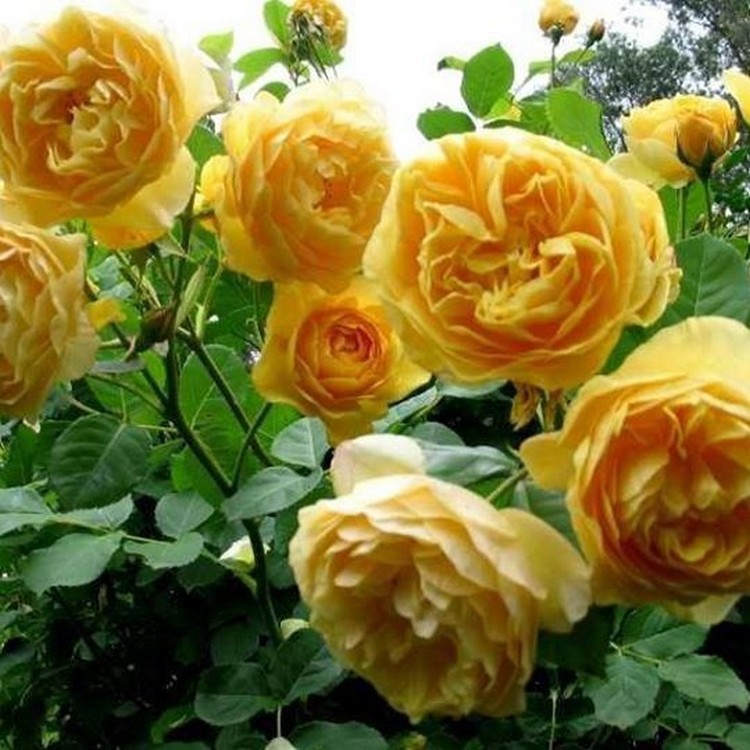 20 Hạt giống hoa Hồng leo Pháp mix (Tặng gói kích mầm, hướng dẫn ươm)