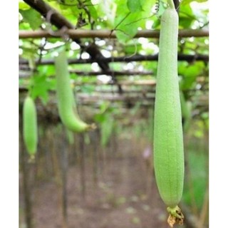 8 Hạt giống Mướp hương Thái Lan