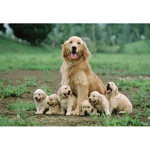 Mother &amp; baby dog thức ăn chó mang hai và chó con gói 1,3kg