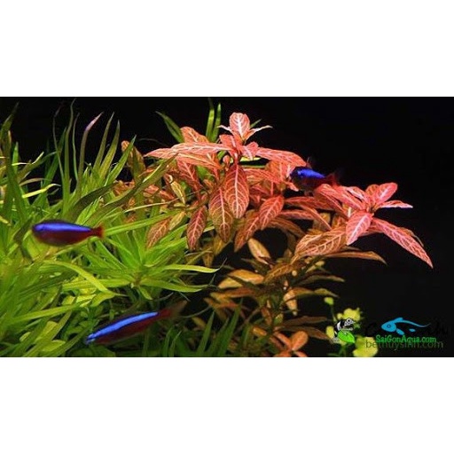 Cây Sunset - Cây cắt Cắm - Cây thủy sinh trung cảnh và hậu cảnh- cây thuỷ sinh dễ trồng không cần CO2