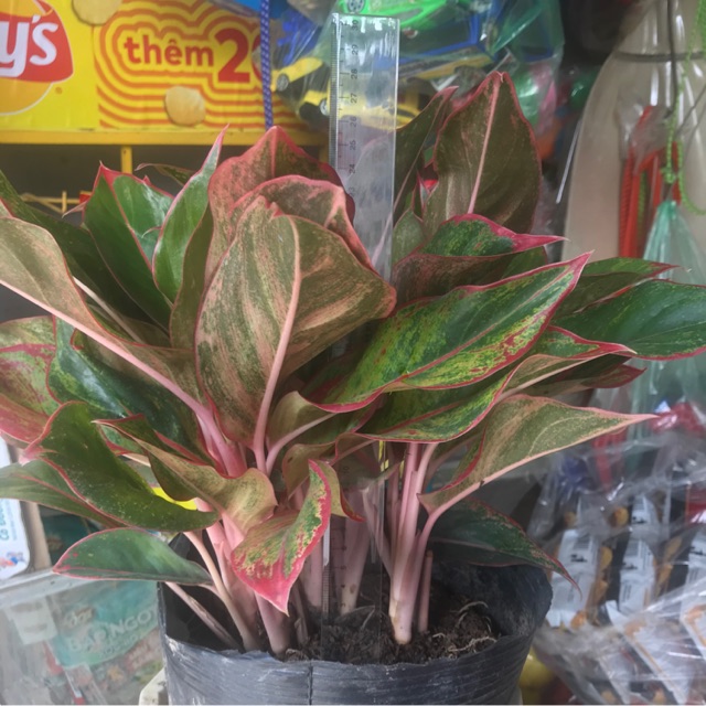 1 chậu cây Phú Quý ( 10 cây cao 25cm)
