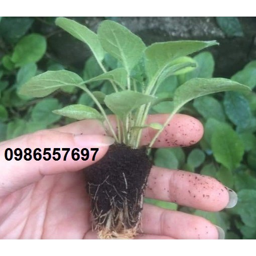 10 Cây giống hoa đồng tiền lùn