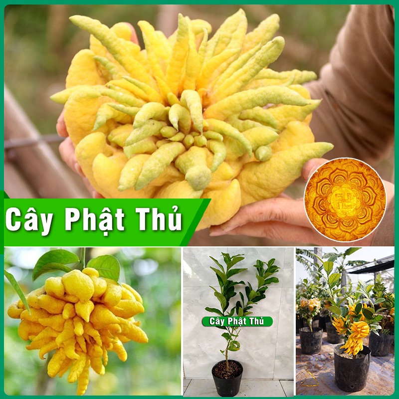 Cây Phật Thủ giống cây khỏe phát triển tốt chiều cao 60cm-80cm phát triển cực tốt quả to và đẹp hiệu quả kinh tế cao