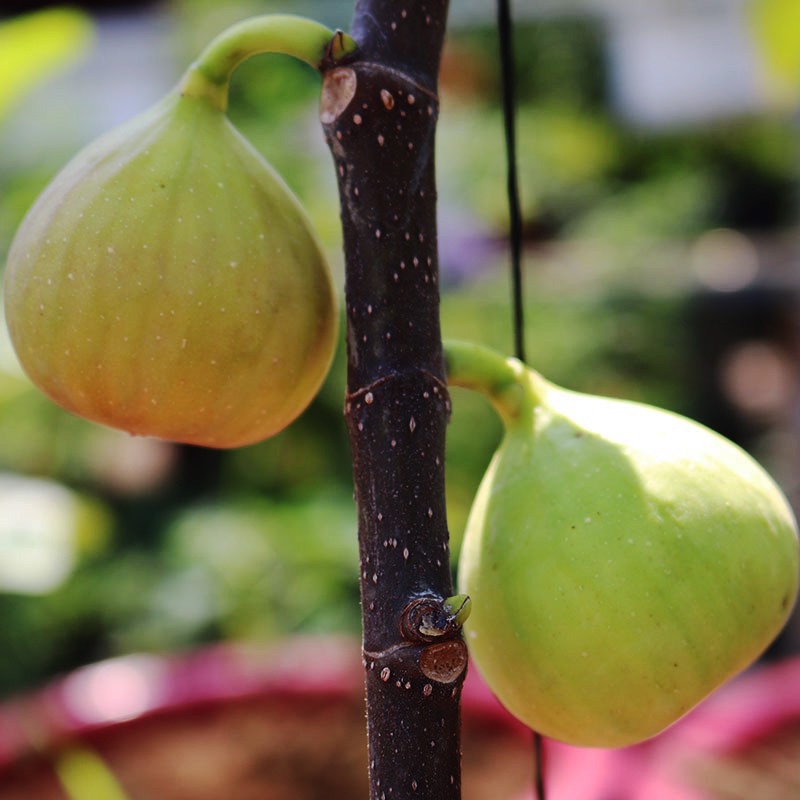 Cây giống Sung Mỹ Purple Jordan - Cây Chiết Khỏe Ra Trái Sau 3 Tháng Trồng