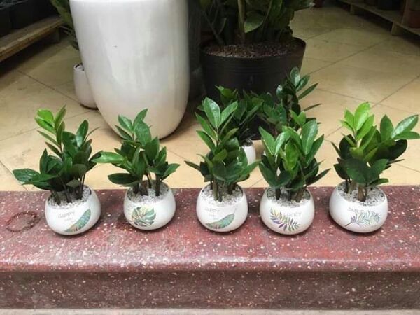 Giống cây phong thủy