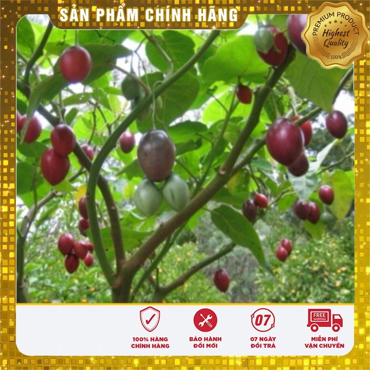 Bộ 2 gói Hạt giống Cà Chua Thân Gỗ Cà chua Tamarillo( 4-5 hạt /gói) tặng kèm 1 gói phân bón