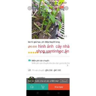 Phi điệp, giả hạc tím huế