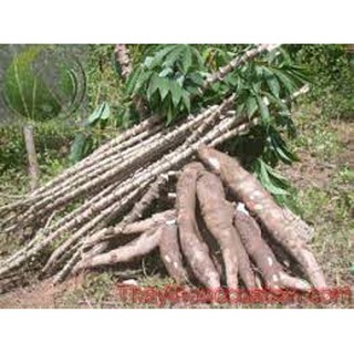 HOM GIỐNG CÂY SẮN NẾP NẤU CANH CHUA, THU CỦ LOẠI NGON (CÂY KHOAI MÌ)
