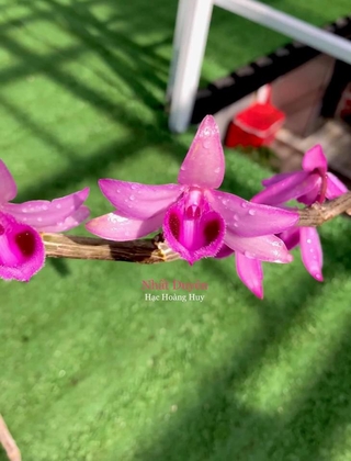 Phi điệp tím nhất duyên hàng năm nhất thuần tại việt nammmmmmmmmmmmmmmmmm