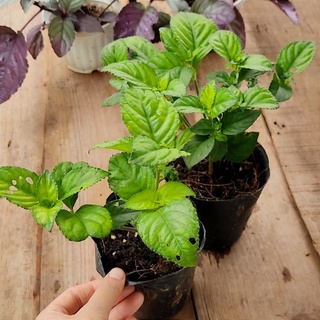 Cây giống trà tiên