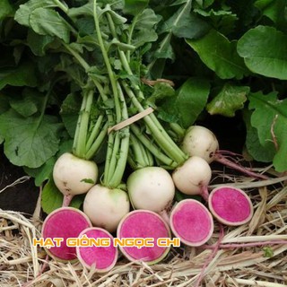 Hạt Giống Củ Cải Ruột Đỏ - 10 Hạt