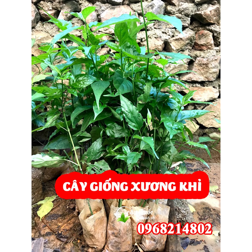 Cây giống xương khỉ(bìm bịp - mảnh cộng) chuẩn 100%