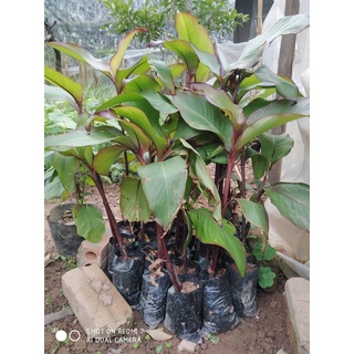 Cây dong riềng đỏ giống khỏe 981sp 681sp