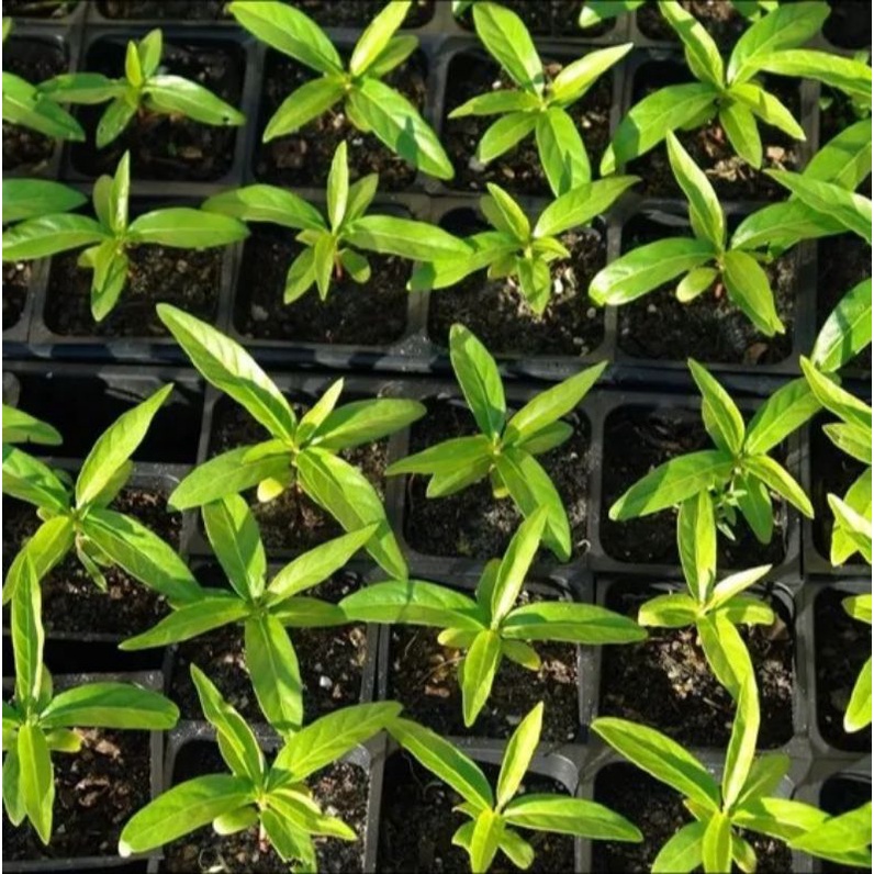 100 hạt nhàu giống