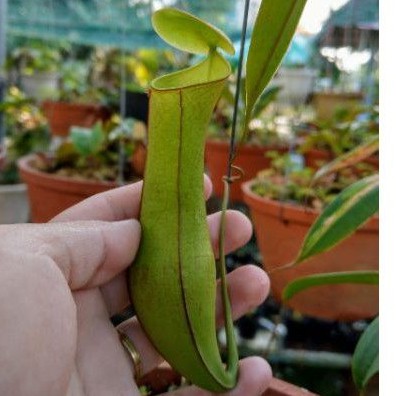 cây nắp ấm N. Gracilis