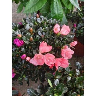 🌷🌱Hoa đỗ quyên 2 màu🌱🌷