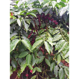mika caffee hạt rang mộc robusta và arabica 5kg
