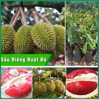 Cây giống sầu riêng ruột đỏ