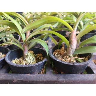 Phi điệp tím hòa bình